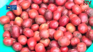 Masaka farmers say 80% of their processed coffee is consumed in Uganda