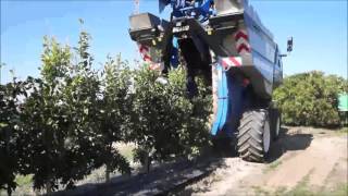 Super High Density Citrus Harvesting