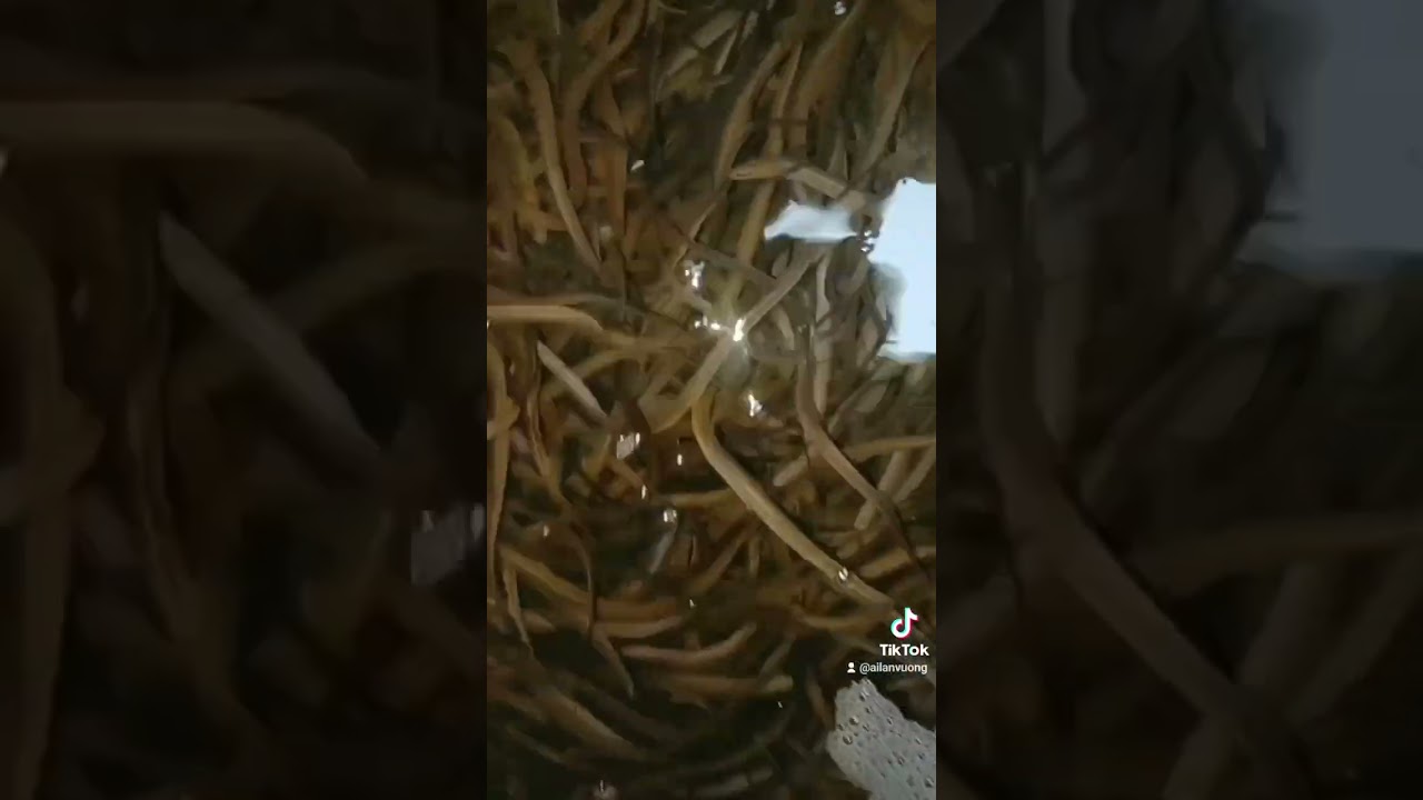 Lươn giống Hoàng Lan 0913779746 giao size 1000em/kg  10 nghìn em ra  Quảng Nam