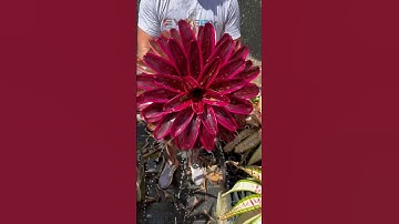 Thumbnail of Plant Paradise - bromeliad neoregelia “Maria” by Lisa Vinzant