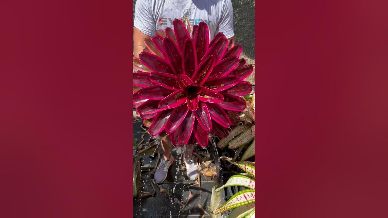 Plant Paradise - bromeliad neoregelia “Maria” by Lisa Vinzant Plant Paradise - bromeliad neoregelia “Maria” by Lisa Vinzant