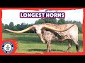 Longest horns on a steer ever! Poncho Via - Meet The Record Breakers