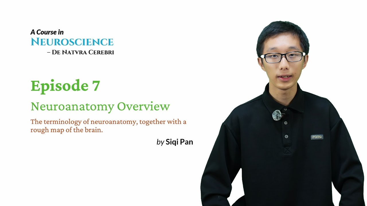 Neuroscience Course - EP7 Neuroanatomy Overview - YouTube