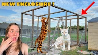 BUILDING GIANT ENCLOSURE FOR MY EXOTIC CATS! by Hannah Feder 98,800 views 2 months ago 12 minutes, 27 seconds