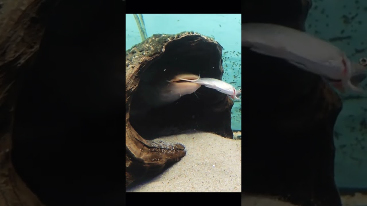 Fish catching time |with best moment 