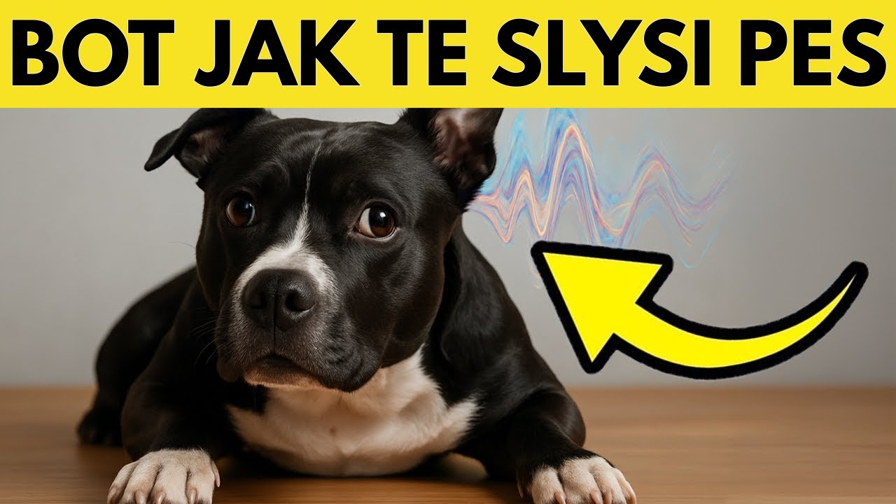 Váš pes neslyší váš hlas, jak si myslíte – pravda je šokující!