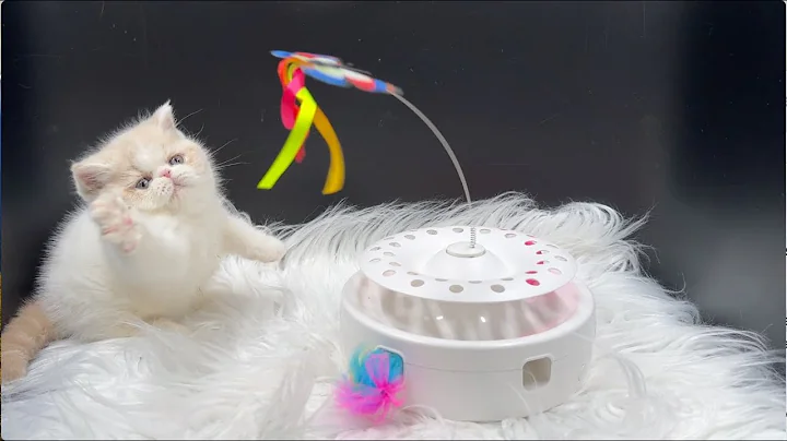 Watch the video about Go Girl! 🐱 Playful & Curious Exotic Shorthair Kitten #exoticshorthairpersian #playfulkitties