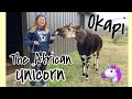 Kwasi the Okapi | Meet an African Unicorn