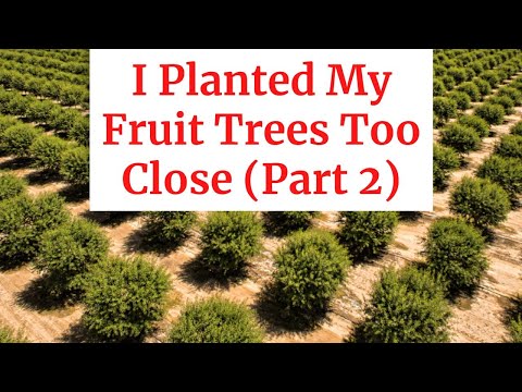 Planted My Fruit Trees Too Close (Part 2 of 2)