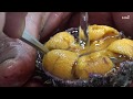 Japanese Street Food: Cleaning Sea Urchin and Scallops