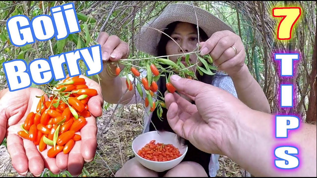 7-tips-to-grow-an-abundance-of-goji-berries-at-home-youtube