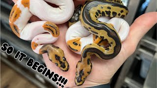 Nothing Better Than Proving a Poss Het!!
#clownpied #ballpython #state48exotics
Hello! Glad you stopped by, be sure to hit that like button and subscribe, for your fill of life with exotic animals!
As always follow along on Instagram
instagram.com/state48exotics
For Available animals be sure to check morph market at: www.morphmarket.com/stores/state48exotics
Enjoy all of your day or night! Thank you for watching!! Nothing Better Than Proving a Poss Het!!
