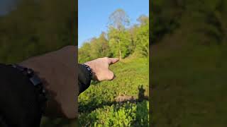 Участок, который в течении 2 лет принесет отличный прирост к цене, Сочи