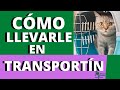 La MEJOR MANERA de LLEVAR a tu GATO en el TRANSPORTÍN