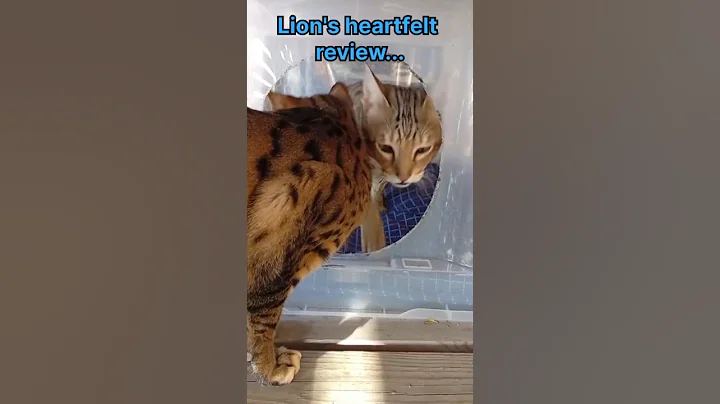 Video 11527711: lion savannah, savannah cat, cat review, cat house