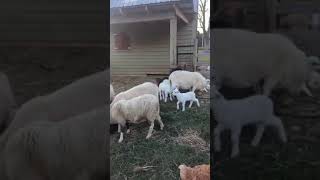 From the sheep pasture: feeding time with the lambs