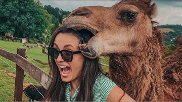 Camels Are Crazy | Funny Camel Video Compilation #Camels #animallover #funnyanimalvideos