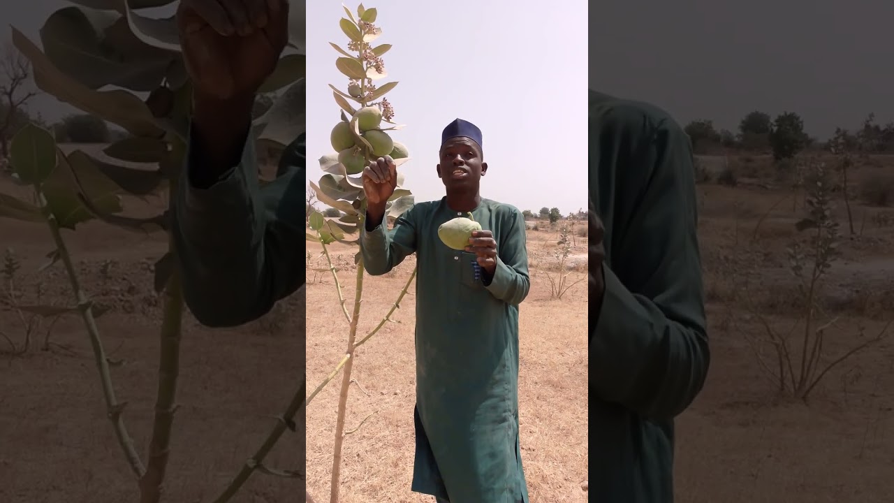 maganin dafa I da jalabi Kuma Kay kayi koma kan mashe kiya