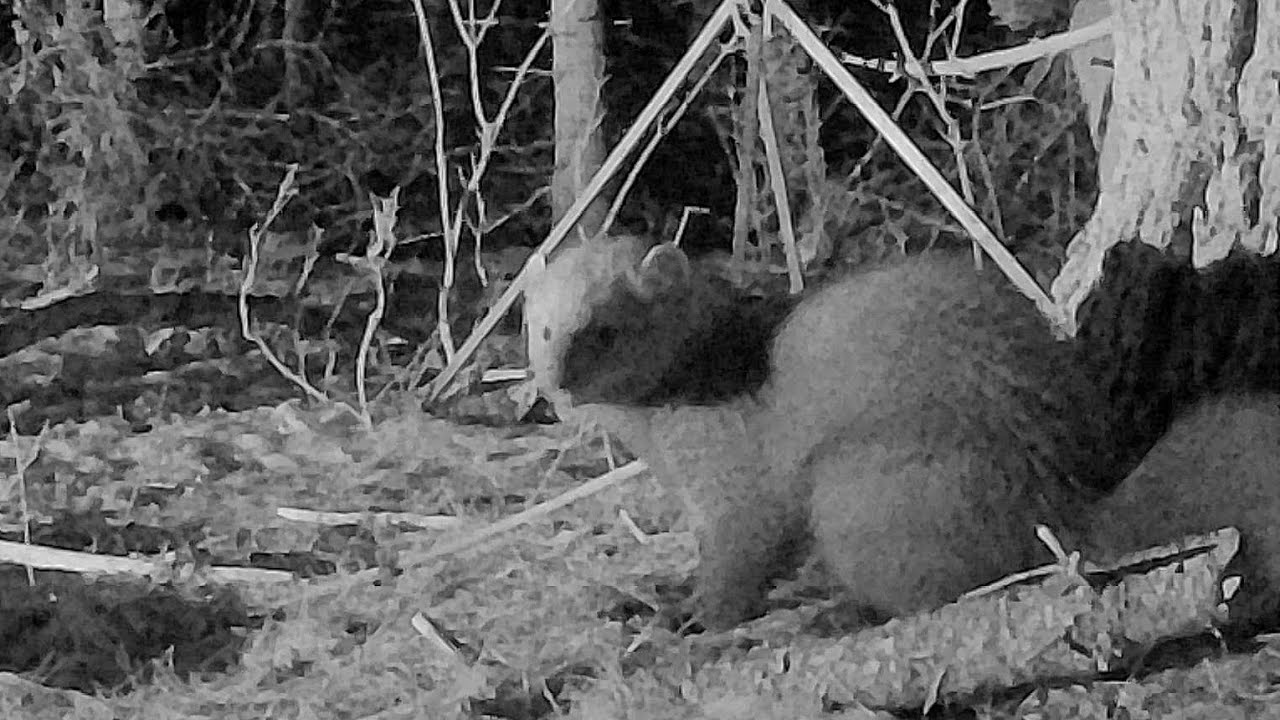 Fisher Cat, Deer and More January 2026