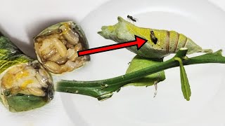 Finally, parasites in the butterfly pupa have appeared. Their way of surviving is terrible.