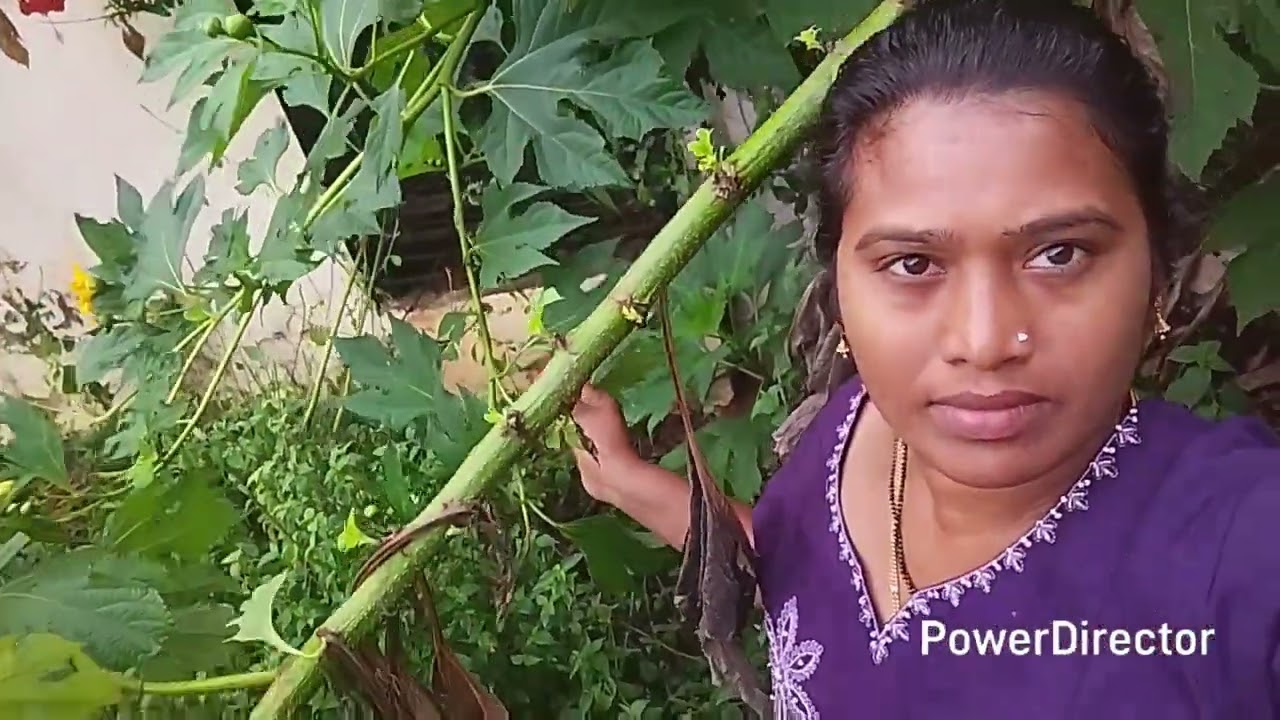 Yellow Daisy flower// how to grow Daisy flower plant