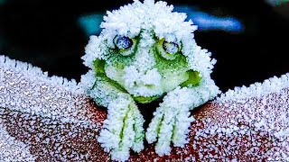 🙀 10 Animals That Can Survive The Apocalypse 🌋🌊