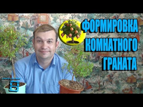 ФОРМИРОВКА КОМНАТНОГО ГРАНАТА. ОБРЕЗКА ГРАНАТА. ЭКЗОТИКА НА ПОДОКОННИКЕ🌴