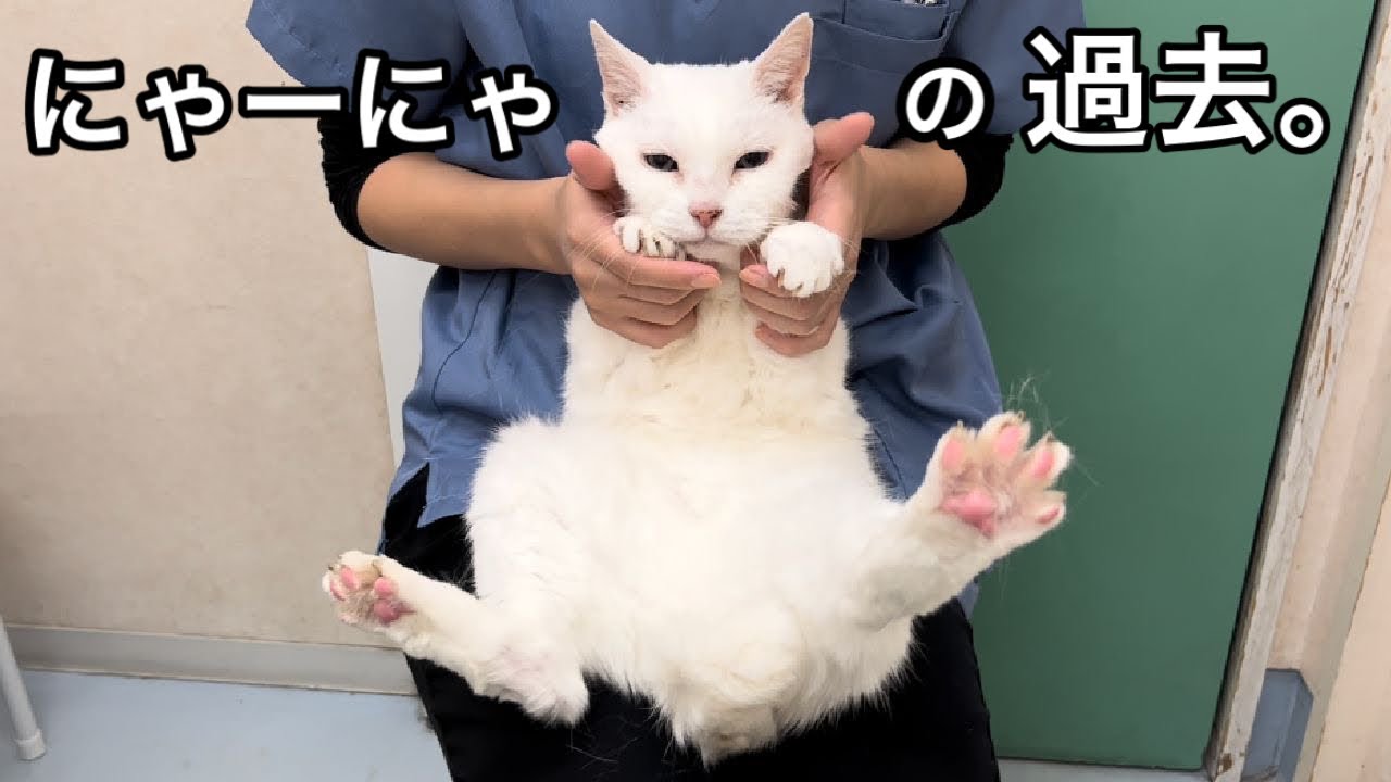 どうしてぜんぶ歯がないの？にゃーにゃの過去と今日も爪切り。