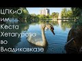 Лебеди в городском парке Владикавказа / Swans in the city park in Vladikavkaz #shorts