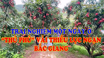 Trải nghiệm ở "Thủ phủ" vải thiều Lục Ngạn - Bắc Giang