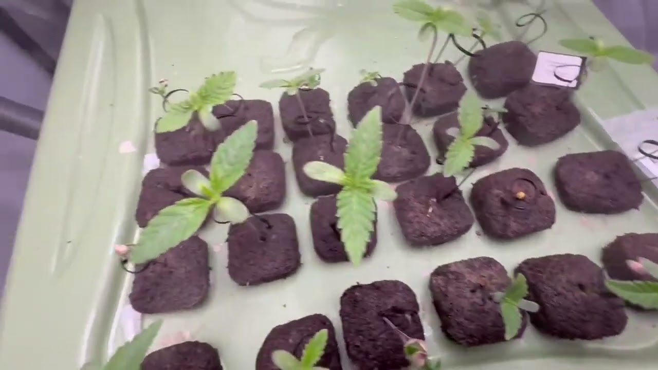 Week 2 🌱 Steady Growth & Happy Seedlings