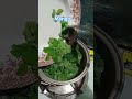 Mongo with moringa #food