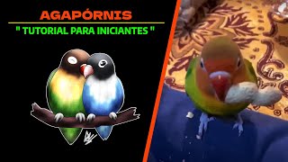 Agapórnis  | Tutorial para iniciantes.