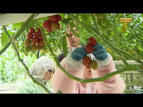 Video: Paradižnik V Gorčični Slanici