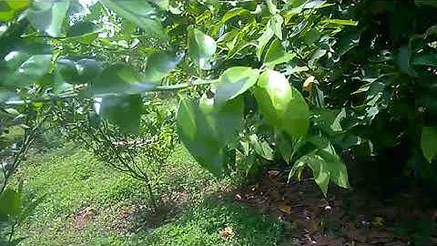 Vườn quýt áp dụng canh tác hữu cơ GAA