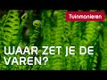 Varens waar groeien ze goed  schaduw  tuinmanieren