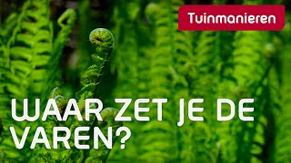Varens Waar Groeien Ze Goed? Schaduw Tuinmanieren