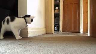 Cat vs Laser (Cat Chasing the Red Dot)