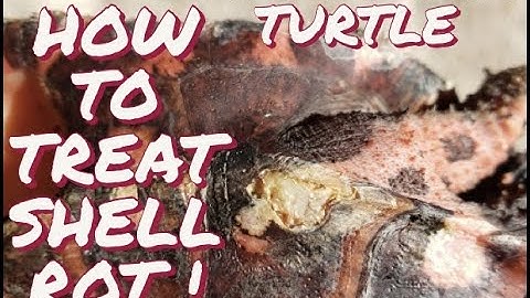 MATA MATA TURTLE : HOW TO TREAT SHELL ROT !