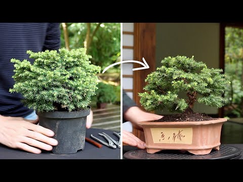 How to make a Bonsai