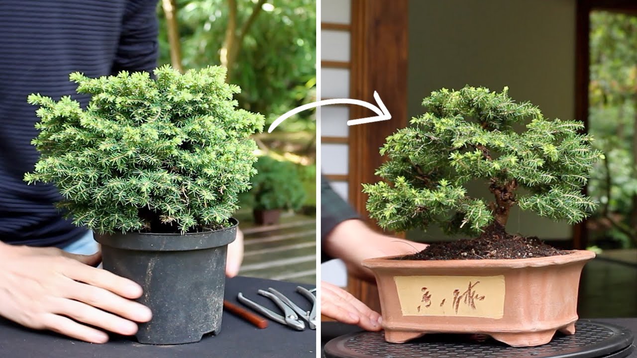 acuerdo arco Torneado Cómo realizar un Bonsái? - Bonsai Empire