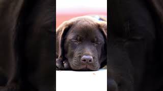 Labrador Lullabies #adorabledog #cutedog #cutepets #cutepetsshorts #cutepuppy #dog #puppy