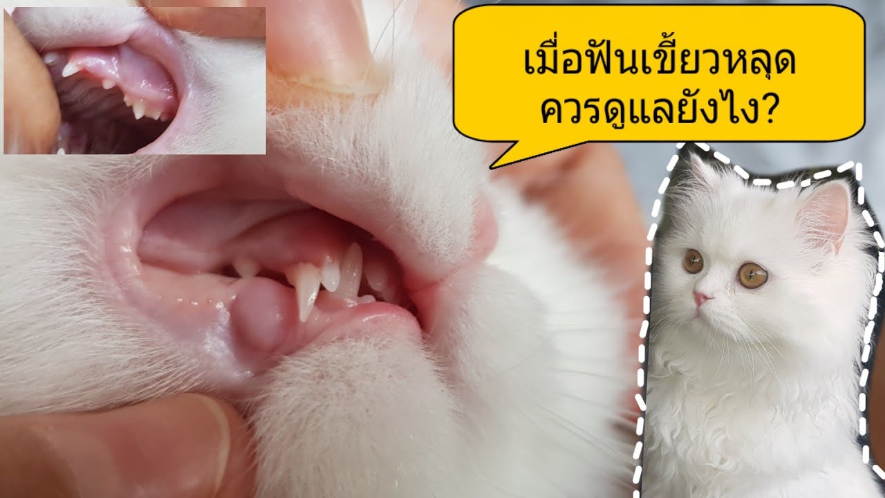 ฟันเขี้ยวแมวหลุดแล้ว😨/วิธีสังเกตแมวเมื่อฟันเริ่มจะหลุด/when cat teeth
