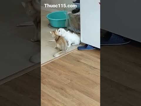 Video hài hước chó và mèo sống chung không đánh cắn nhau đôi... - youtube