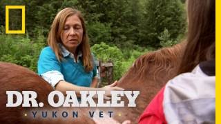 Socks the Swayback Horse | Dr. Oakley, Yukon Vet