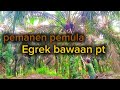 Bagaimana sih kerja panen kelapa sawit ?