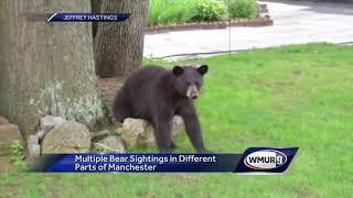 Multiple bear sightings reported in different parts of Manchester