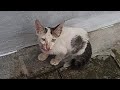 SKINNY AND STARVING KITTEN FOLLOWED ME HOME