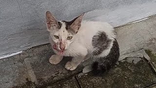 SKINNY AND STARVING KITTEN FOLLOWED ME HOME