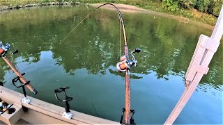 Tips for Catching FLATHEAD CATFISH with CUTBAIT!! (Works anywhere)